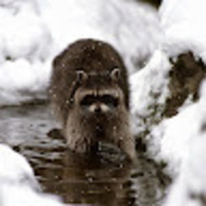 Meet your Posher, Danny